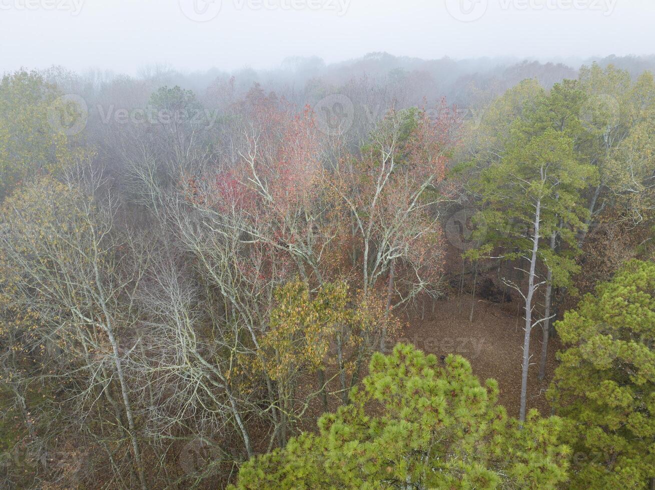 aerial view of a forest in fog on a shore of the Tennessee River near Colbert Ferry Park, Natchez Trace Parkway photo