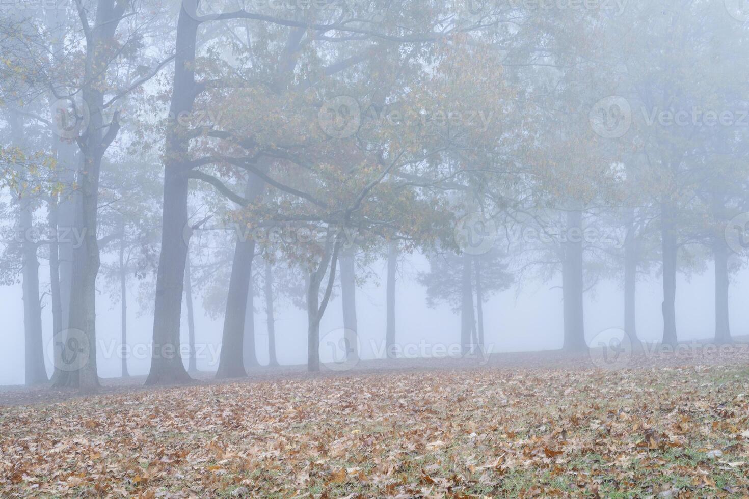 foggy November moring on a shore of the Tennessee River at Colbert Ferry Park, Natchez Trace National Parkway photo