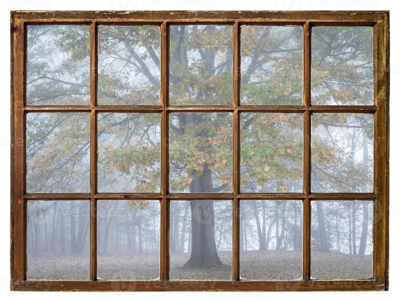 forest and oak tree in fog as seen from a retro sash window photo