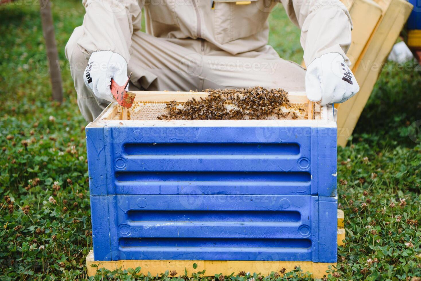 Beekeeper working collect honey. Beekeeping concept. photo