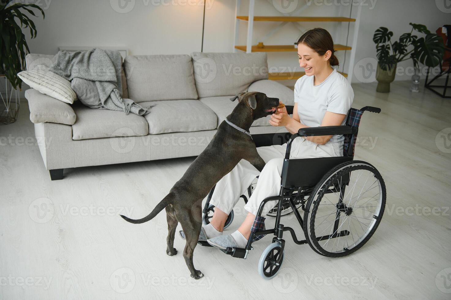 Young woman in wheelchair with service dog at home. photo