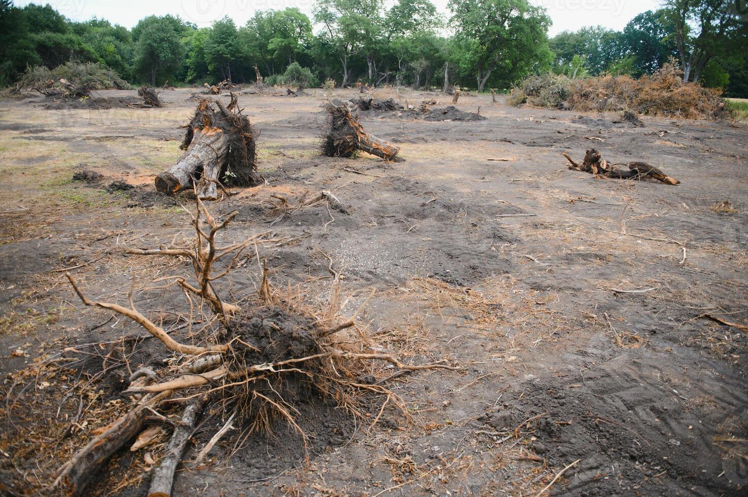 Deforestation environmental problem, rain forest destroyed for oil palm plantations photo