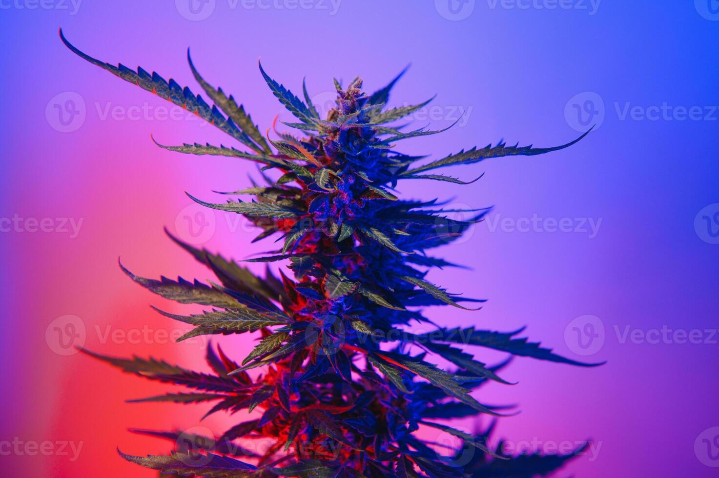 Marijuana medicinal plant in light pastel colors. A hemp bush with a creamy pink purple light and a blue-green tint. Fresh new look art style of alternative medicinal marijuanna in fluorescent light. photo