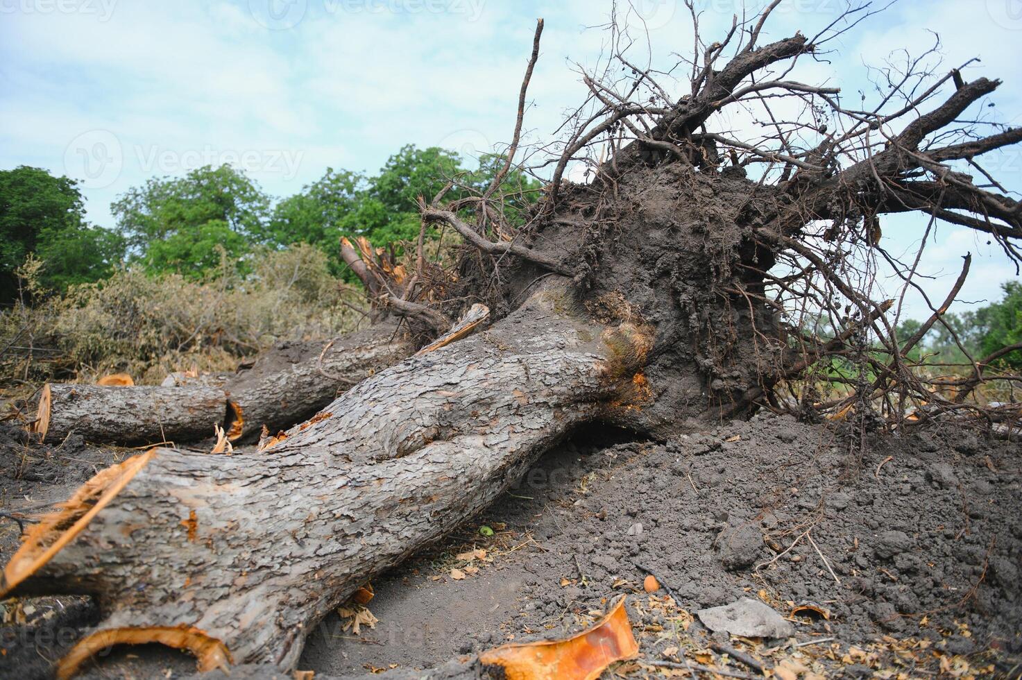 Deforestation, Destruction of Deciduous Forests. Damage to Nature. Europe photo