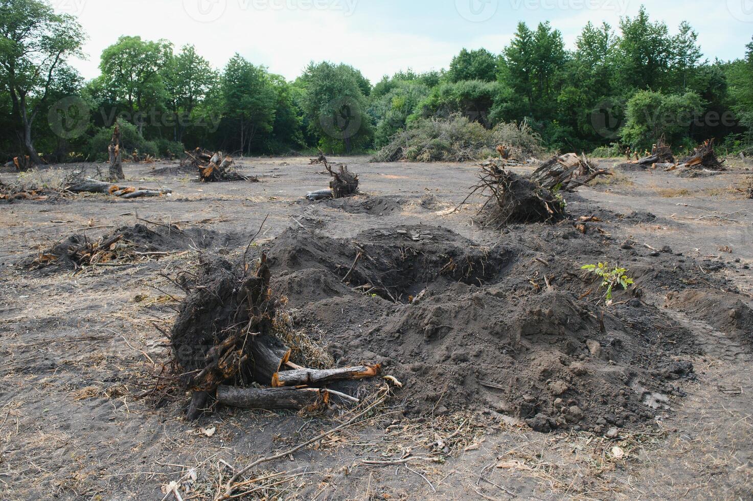 the concept of nature protection. Deforestation. photo