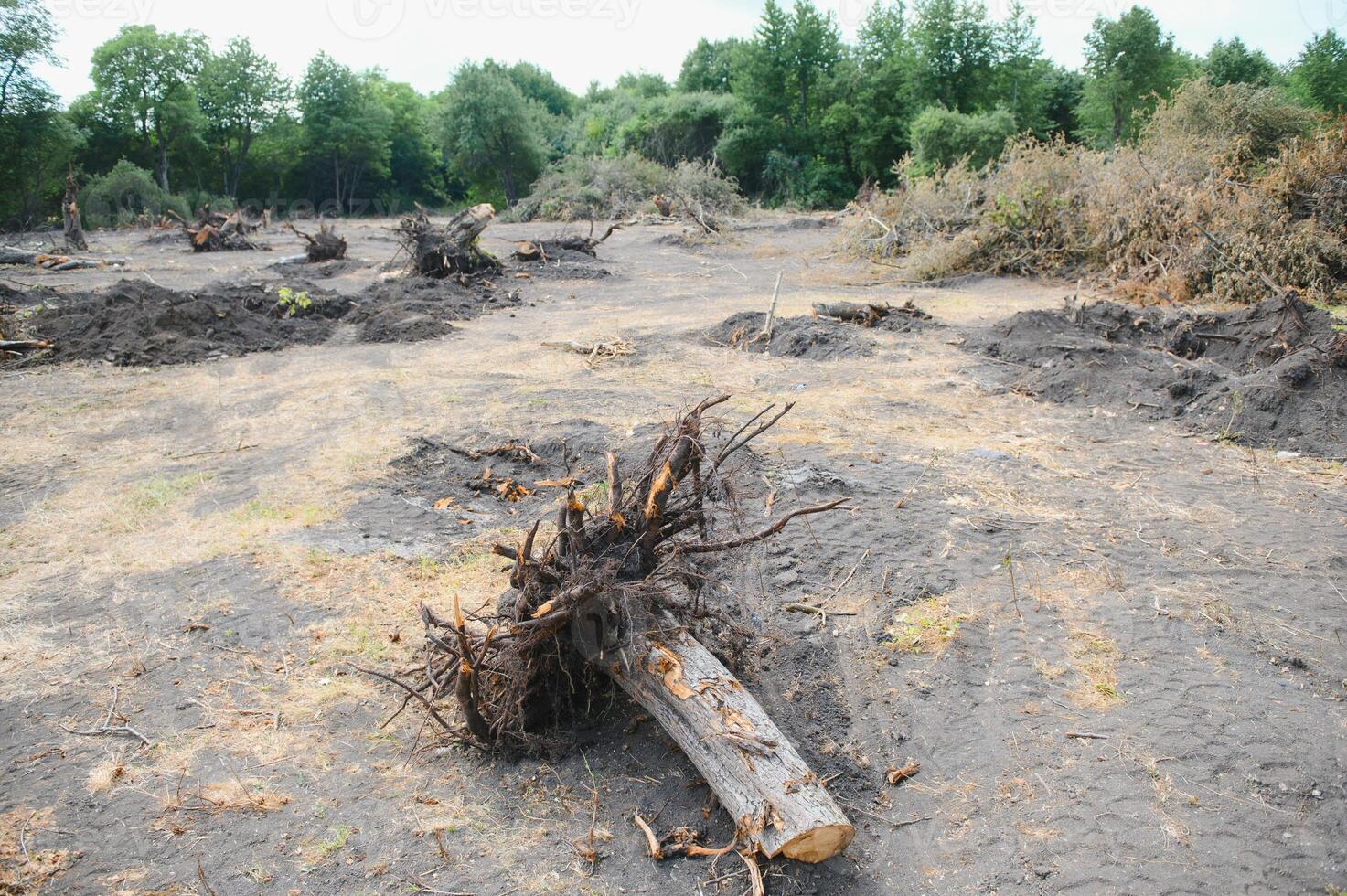 Deforestation concept. Stump of tree after cutting forest. photo