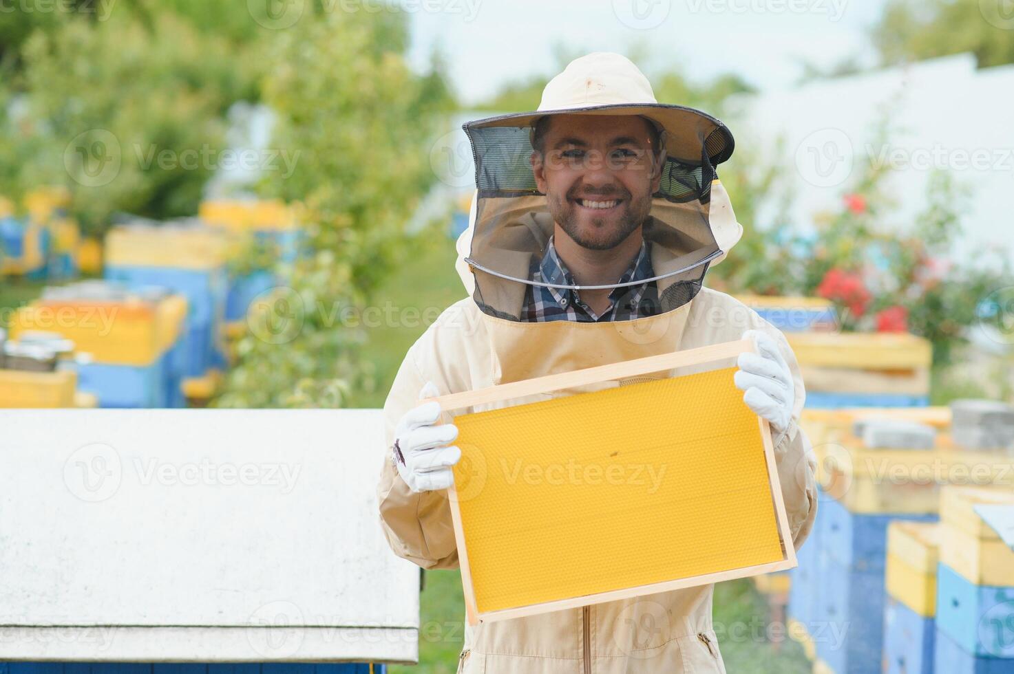 Beekeeper is working with bees and beehives on apiary. Bees on honeycomb. Frames of bee hive. Beekeeping. Honey. Healthy food. Natural products. photo