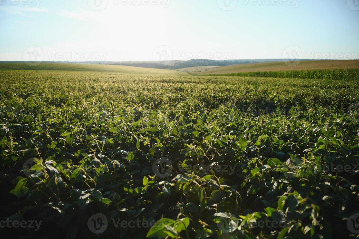 Soy field and soy plants in early morning light. Soy agriculture photo