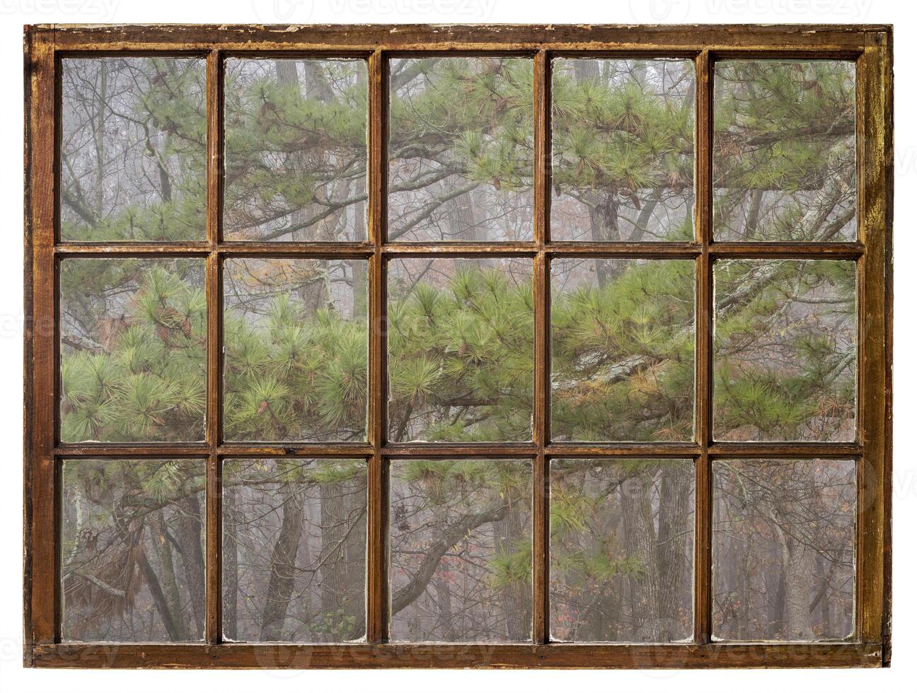 forest and pine tree in fog as seen from a retro sash window photo