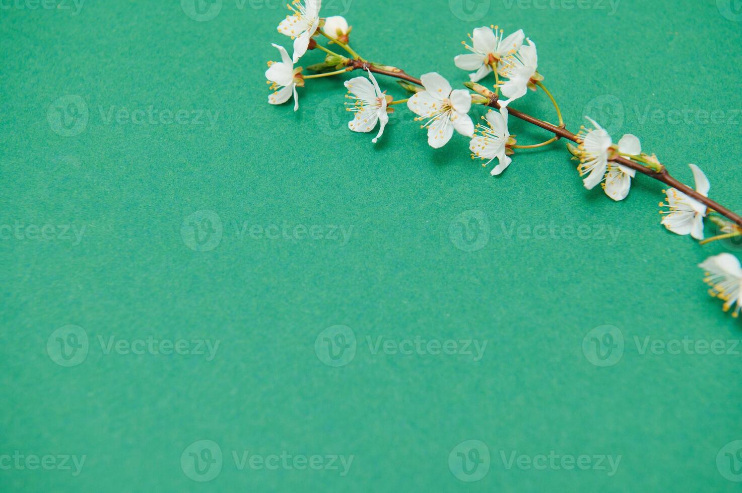 Spring background table. May flowers and April floral nature on green. For banner, branches of blossoming cherry against background. Dreamy romantic image, landscape panorama, copy space photo
