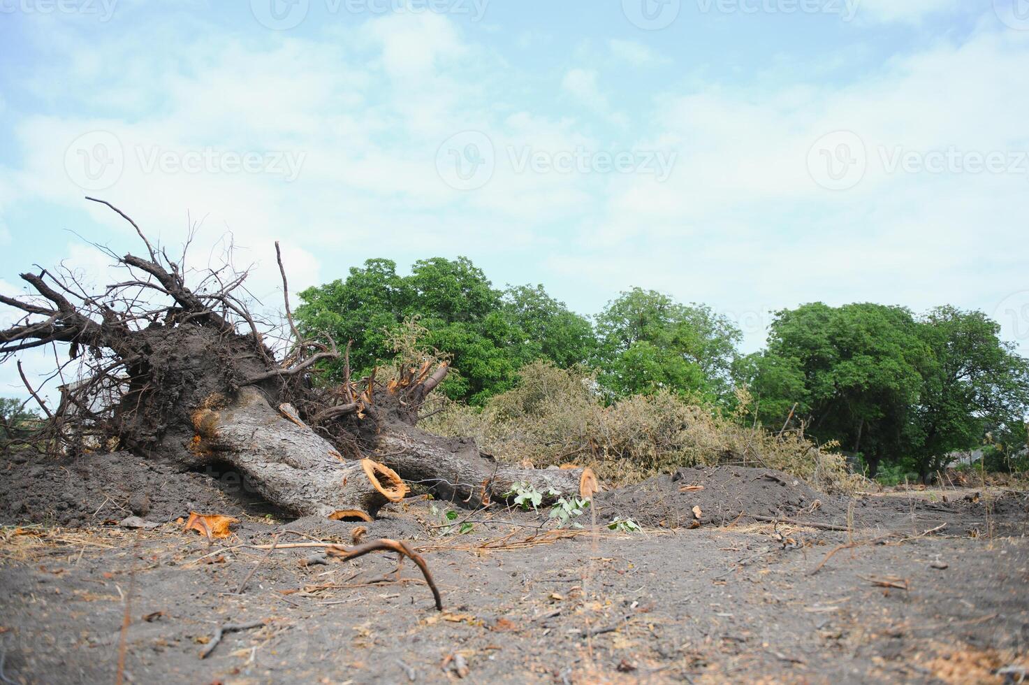 the concept of nature protection. Deforestation. photo