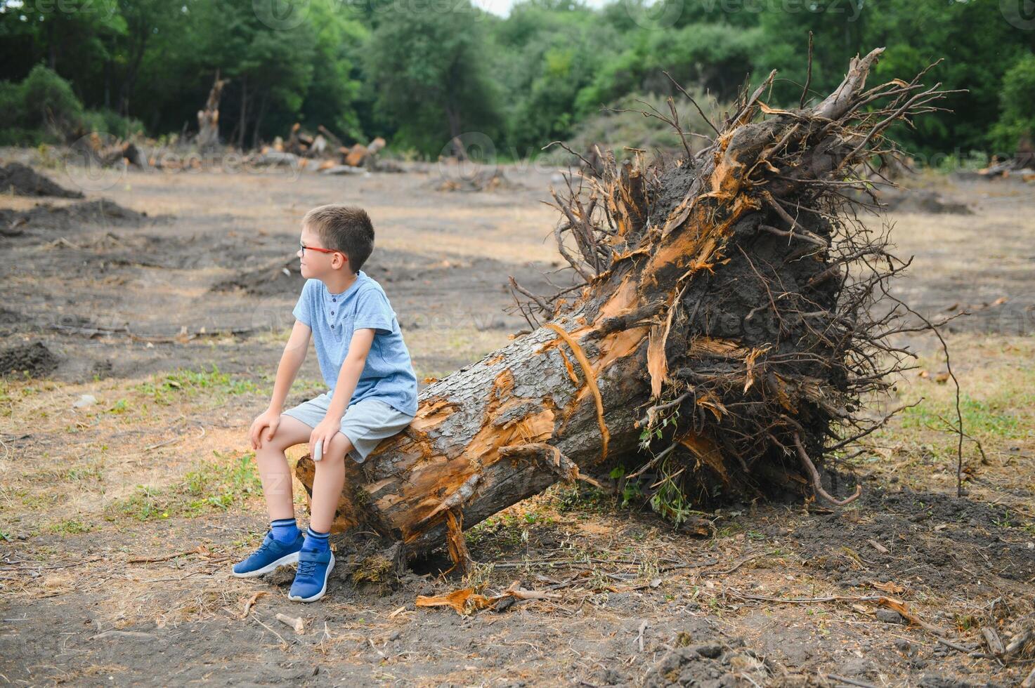 Deforestation, Destruction of Deciduous Forests. Damage to Nature. Europe photo