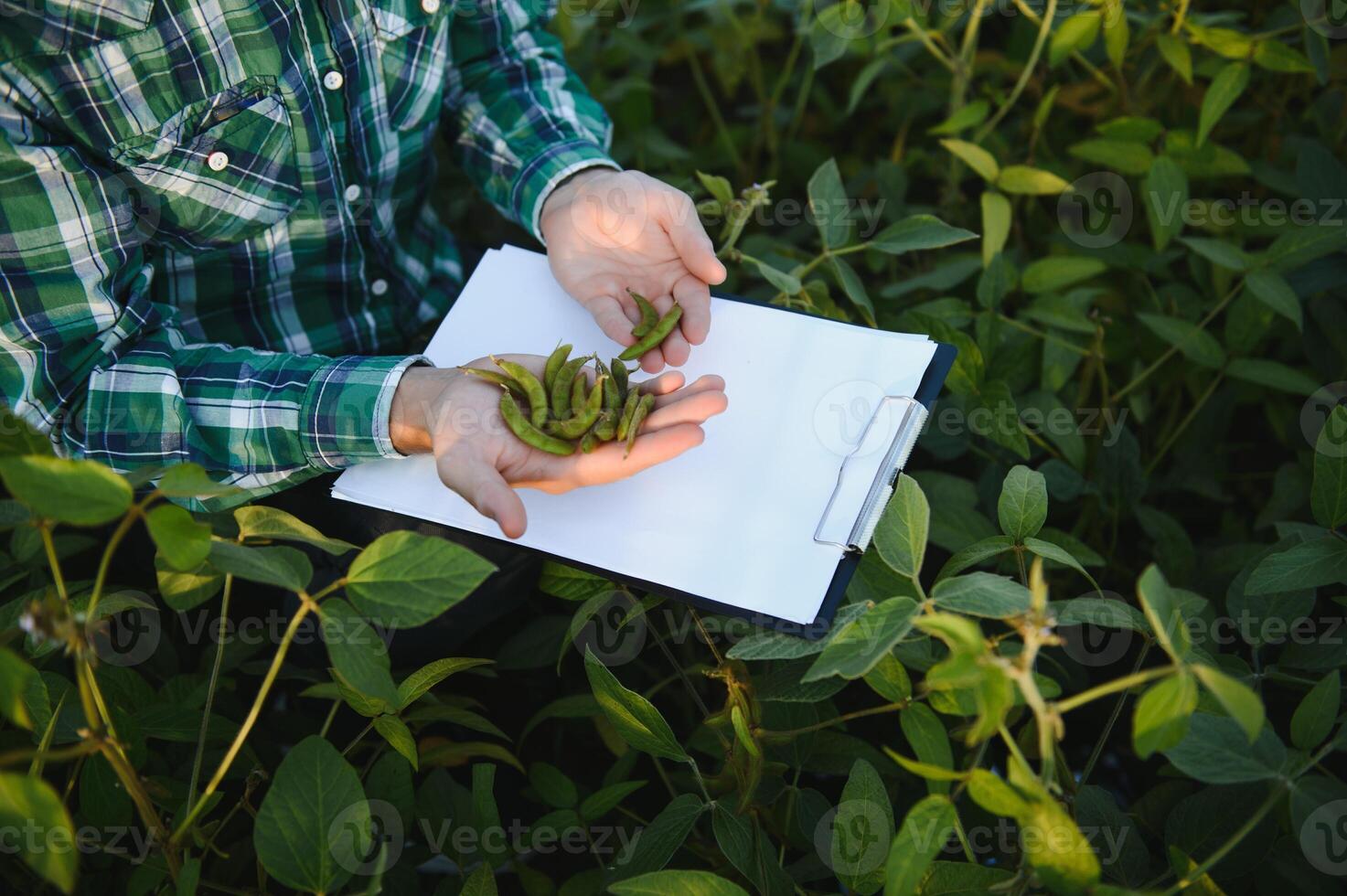 agrónomo inspeccionando soja frijol cultivos creciente en el granja campo. agricultura producción concepto. joven agrónomo examina haba de soja cosecha en campo en verano. granjero en haba de soja campo foto