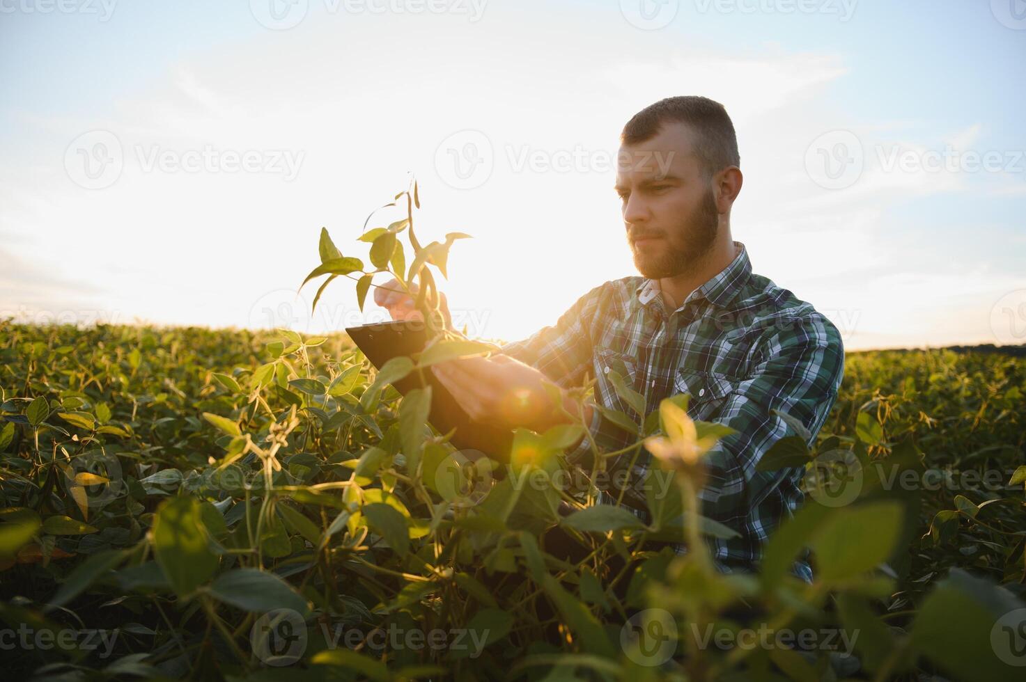 Farm worker controls development of soybean plants. Agronomist checking soya bean crops growing in the field photo