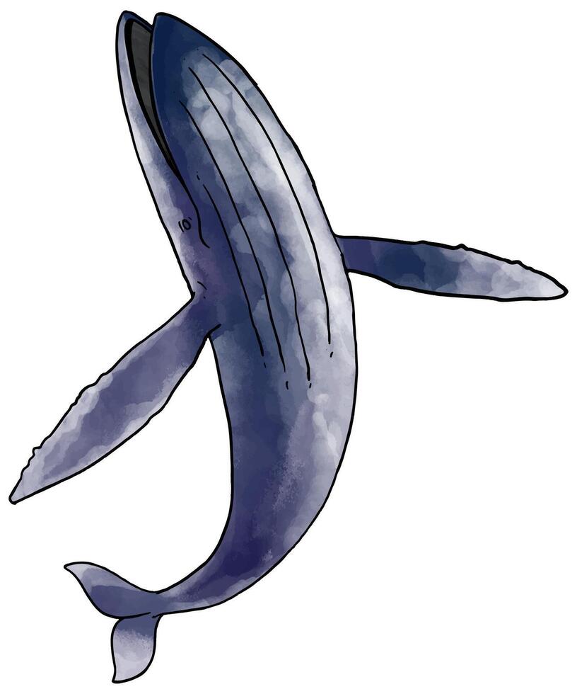 Hand drawn watercolor style blue whale vector illustration.