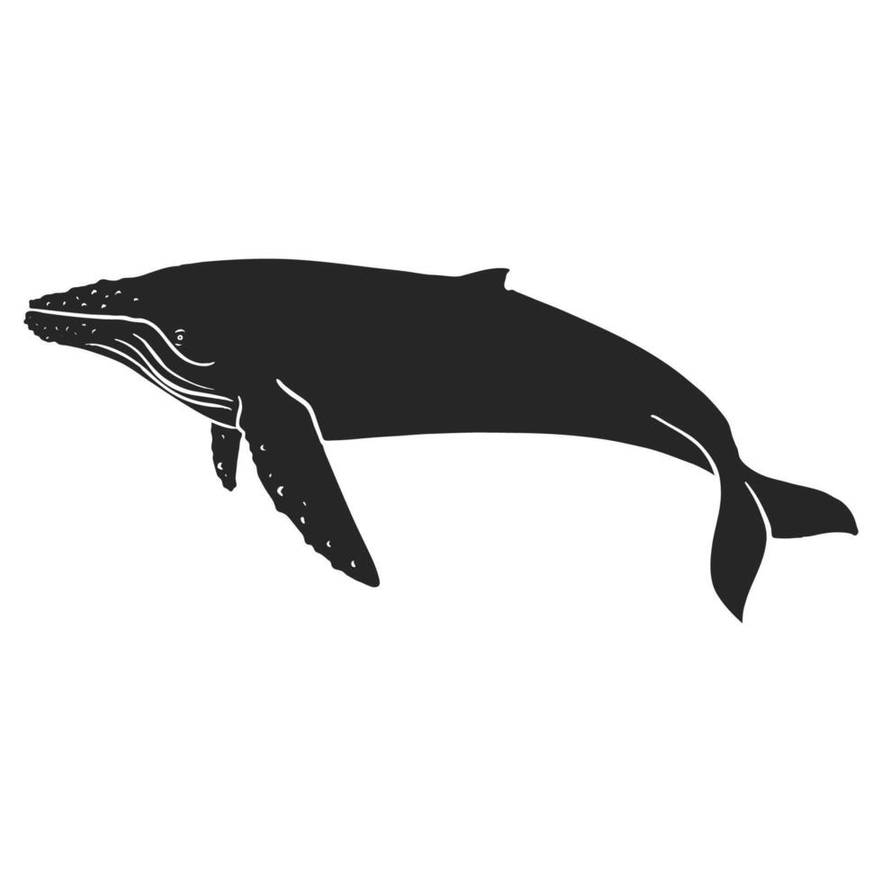 mano dibujado jorobado ballena vector ilustración