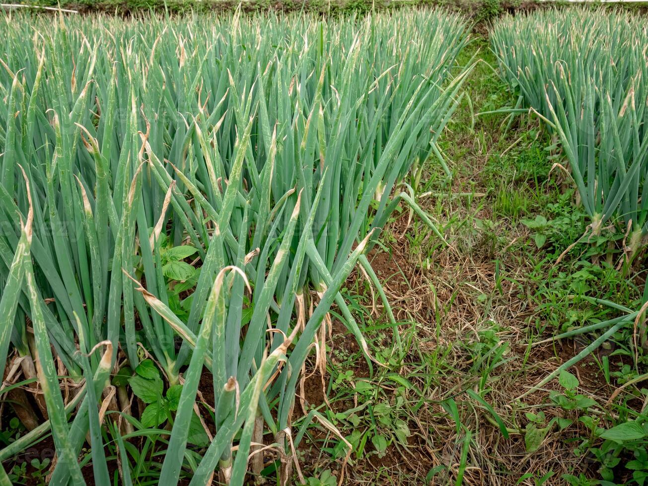 a spring onion field that was harvested a bit late photo