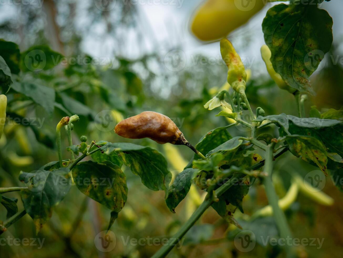 chili fruit that has turned brown due to rot photo