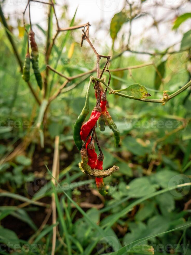 Rotting red chilies and green chilies are not harvested photo
