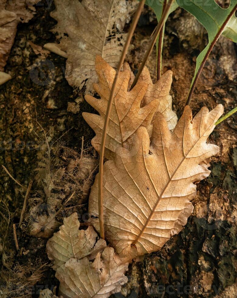 the dry leaves of parasitic plants stick to the trunk of the host tree photo