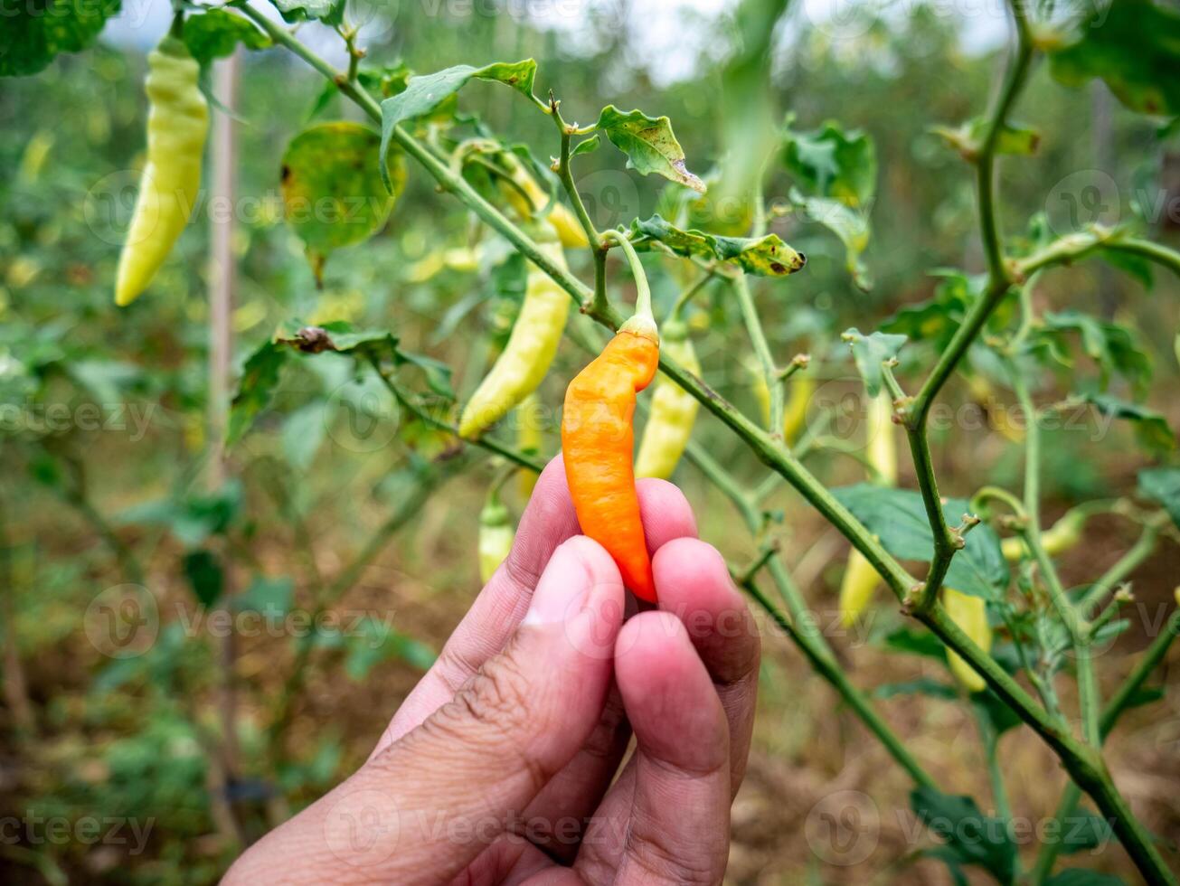 hands trying to pick ripe cayenne peppers photo