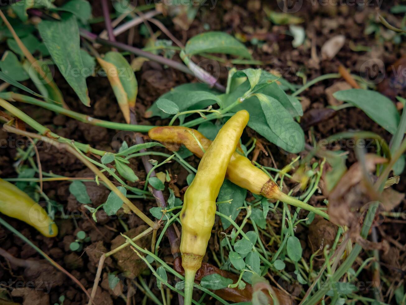 two cayenne peppers in the field that fell from the tree photo