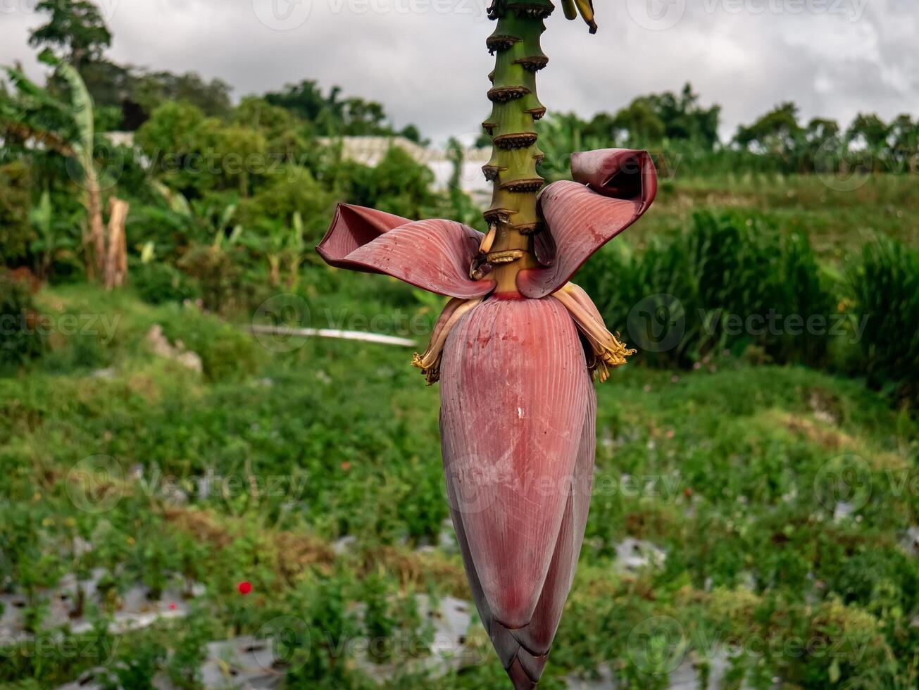 a banana flower in the garden ready to be taken to be used as a side dish at home photo