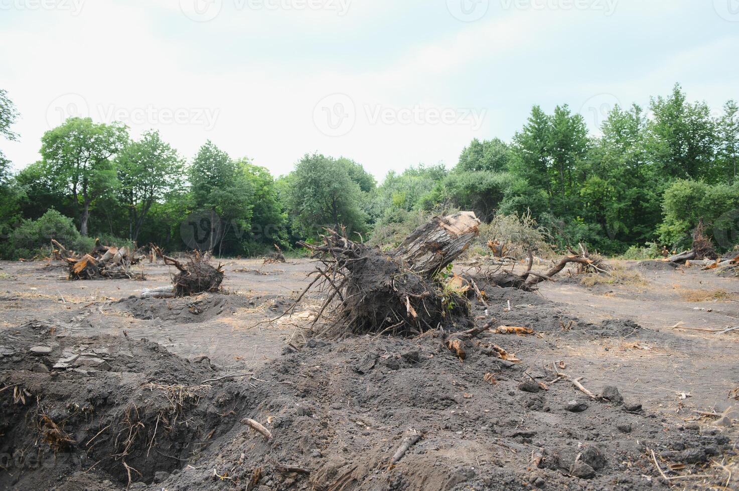 Deforestation environmental problem, rain forest destroyed for oil palm plantations photo