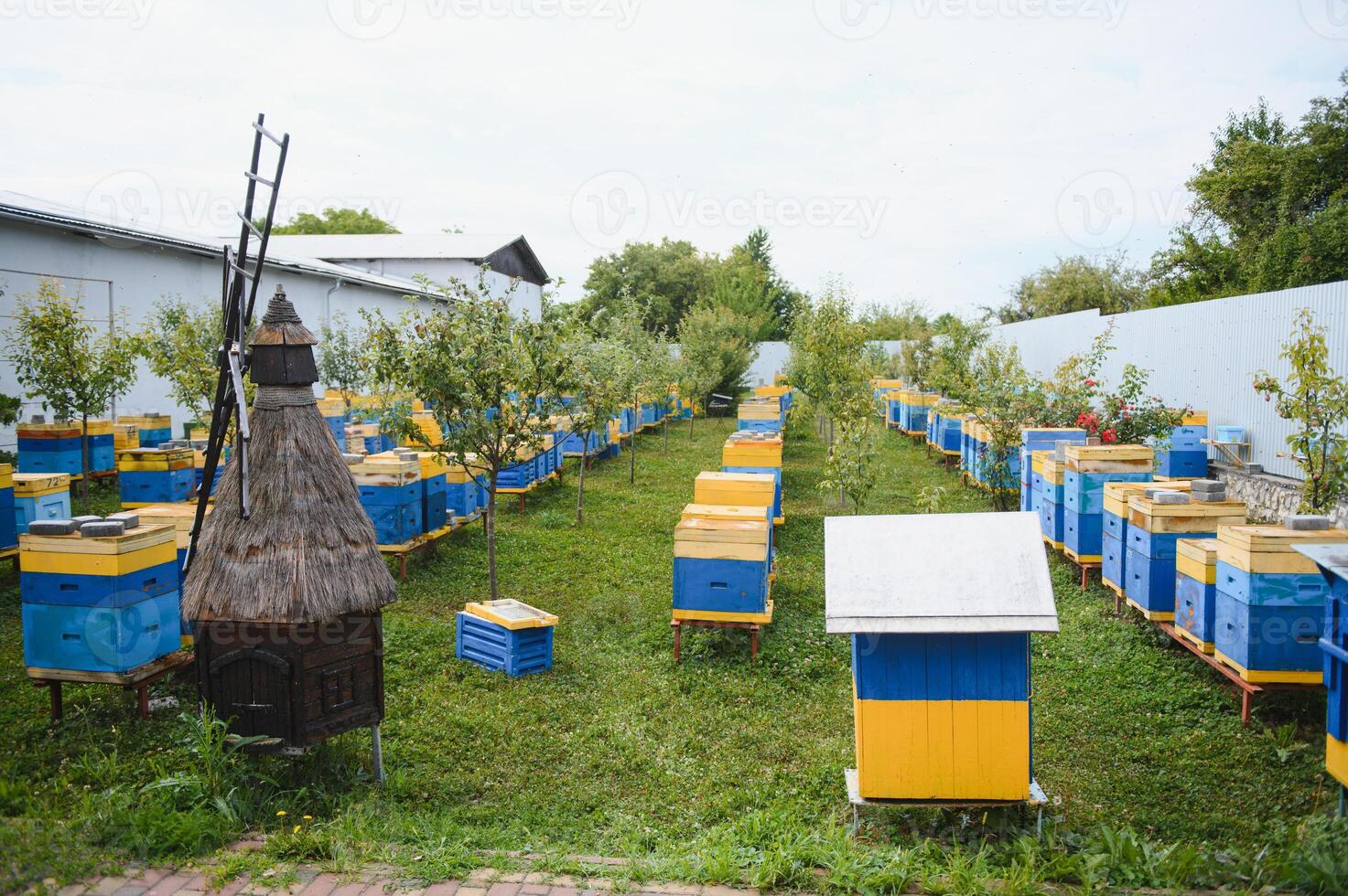 Hives in an apiary with bees flying to the landing boards. Apiculture photo