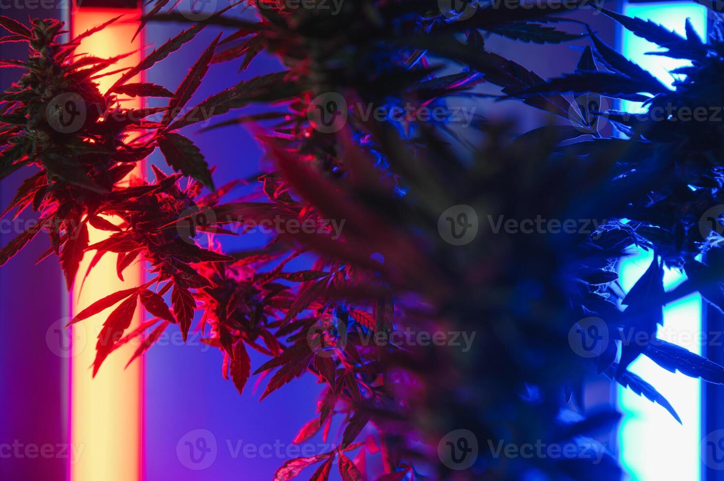 Marijuana medicinal plant in light pastel colors. A hemp bush with a creamy pink purple light and a blue-green tint. Fresh new look art style of alternative medicinal marijuanna in fluorescent light. photo