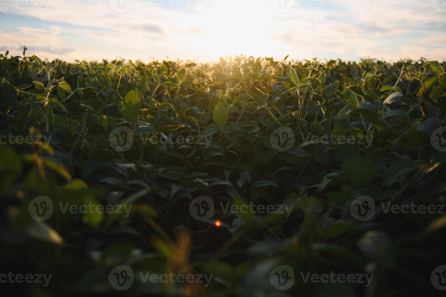 Closeup of green plants of soybean on field photo