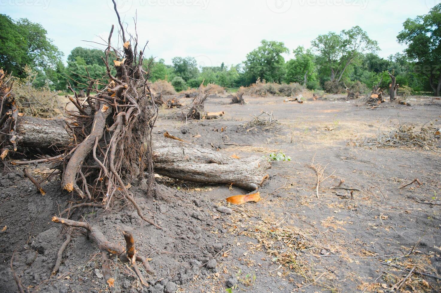 Deforestation concept. Stump of tree after cutting forest. photo