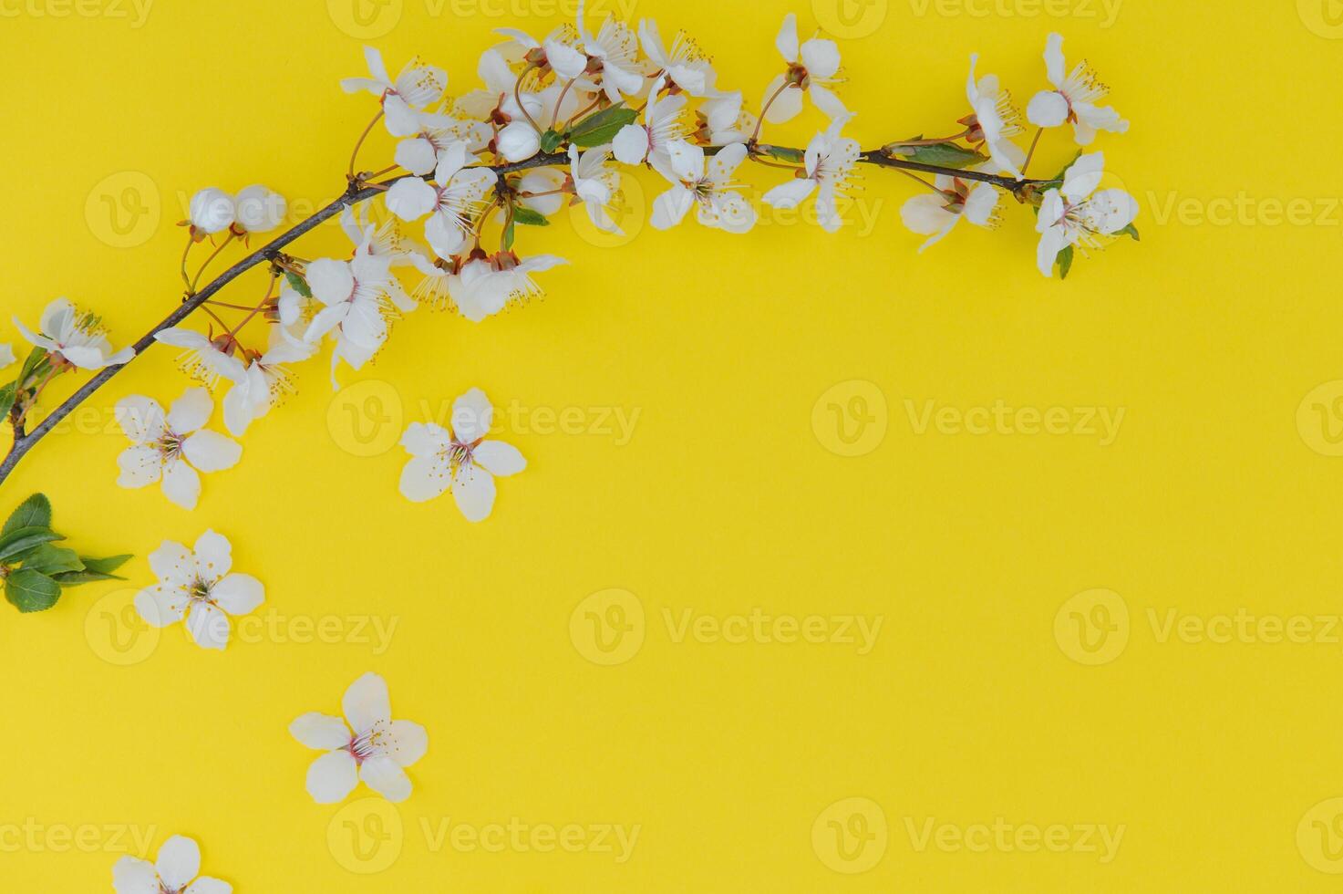 Spring background table. May flowers and April floral nature on green. For banner, branches of blossoming cherry against background. Dreamy romantic image, landscape panorama, copy space photo