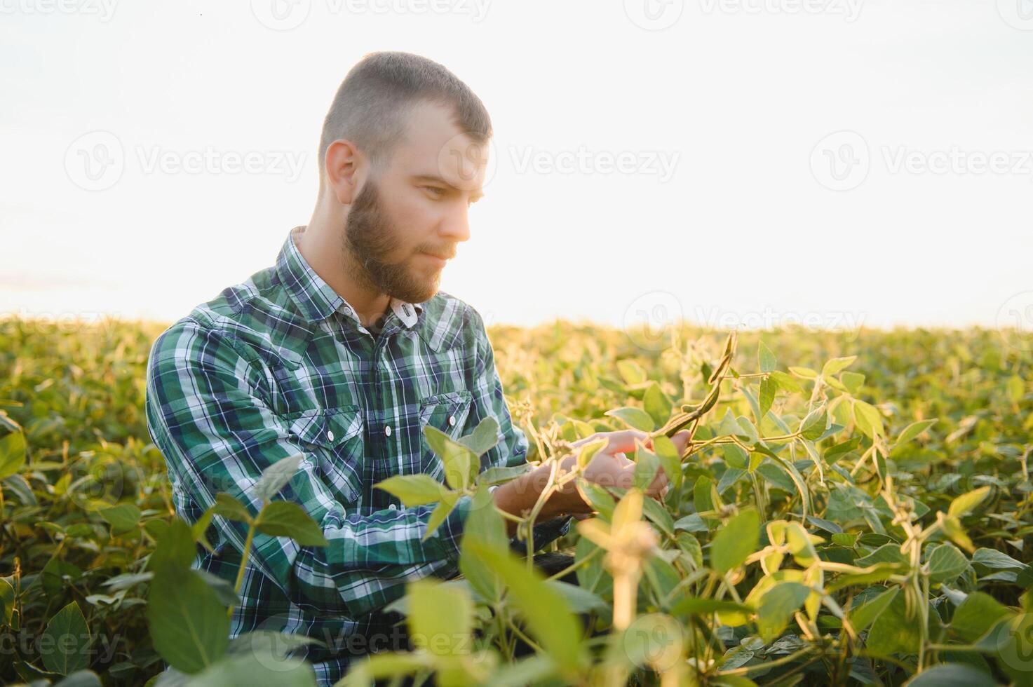 Farm worker controls development of soybean plants. Agronomist checking soya bean crops growing in the field photo