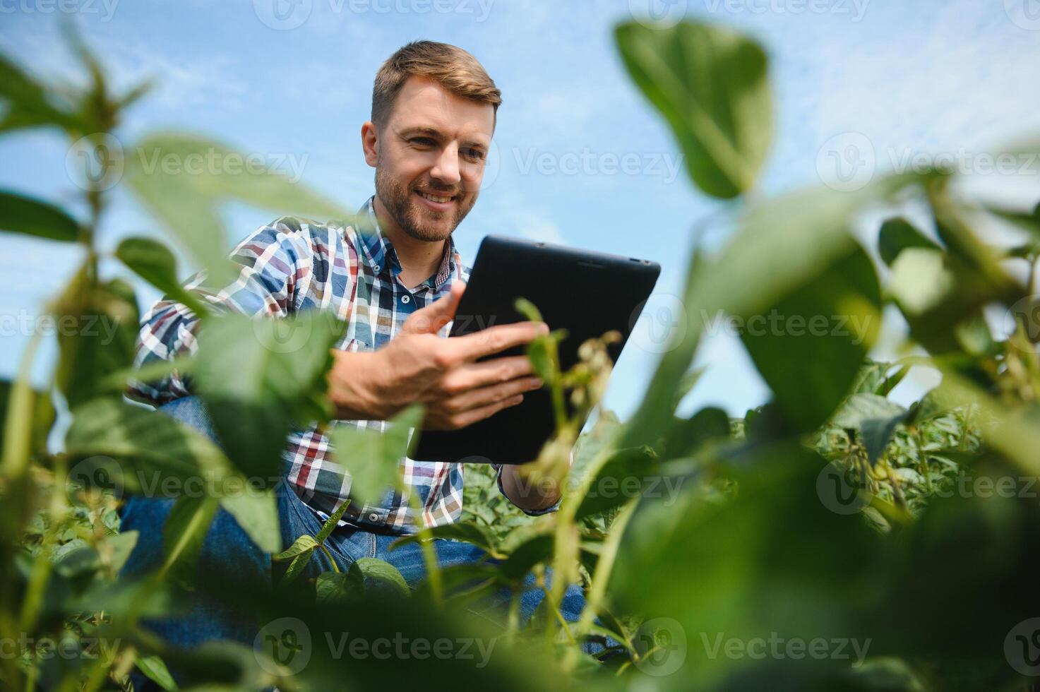 Agronomist inspecting soya bean crops growing in the farm field. Agriculture production concept. young agronomist examines soybean crop on field in summer. Farmer on soybean field. photo