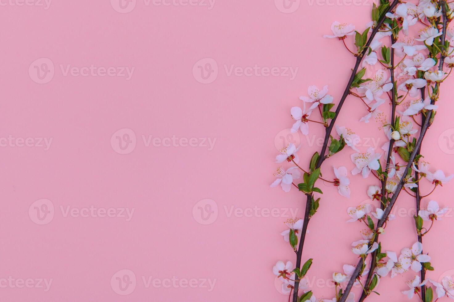 Spring background table. May flowers and April floral nature on green. For banner, branches of blossoming cherry against background. Dreamy romantic image, landscape panorama, copy space photo