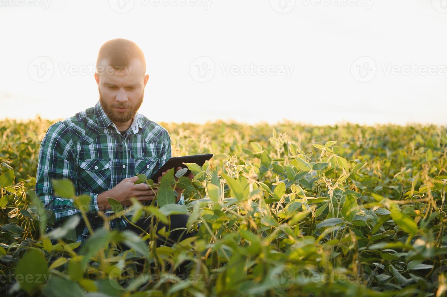 Young agronomist holds tablet touch pad computer in the soy field and examining crops before harvesting. Agribusiness concept. agricultural engineer standing in a soy field with a tablet in summer. photo