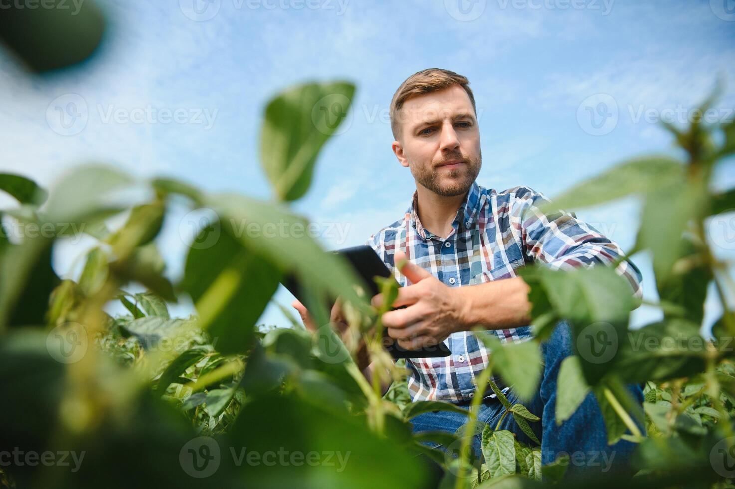 Agronomist inspecting soya bean crops growing in the farm field. Agriculture production concept. young agronomist examines soybean crop on field in summer. Farmer on soybean field. photo