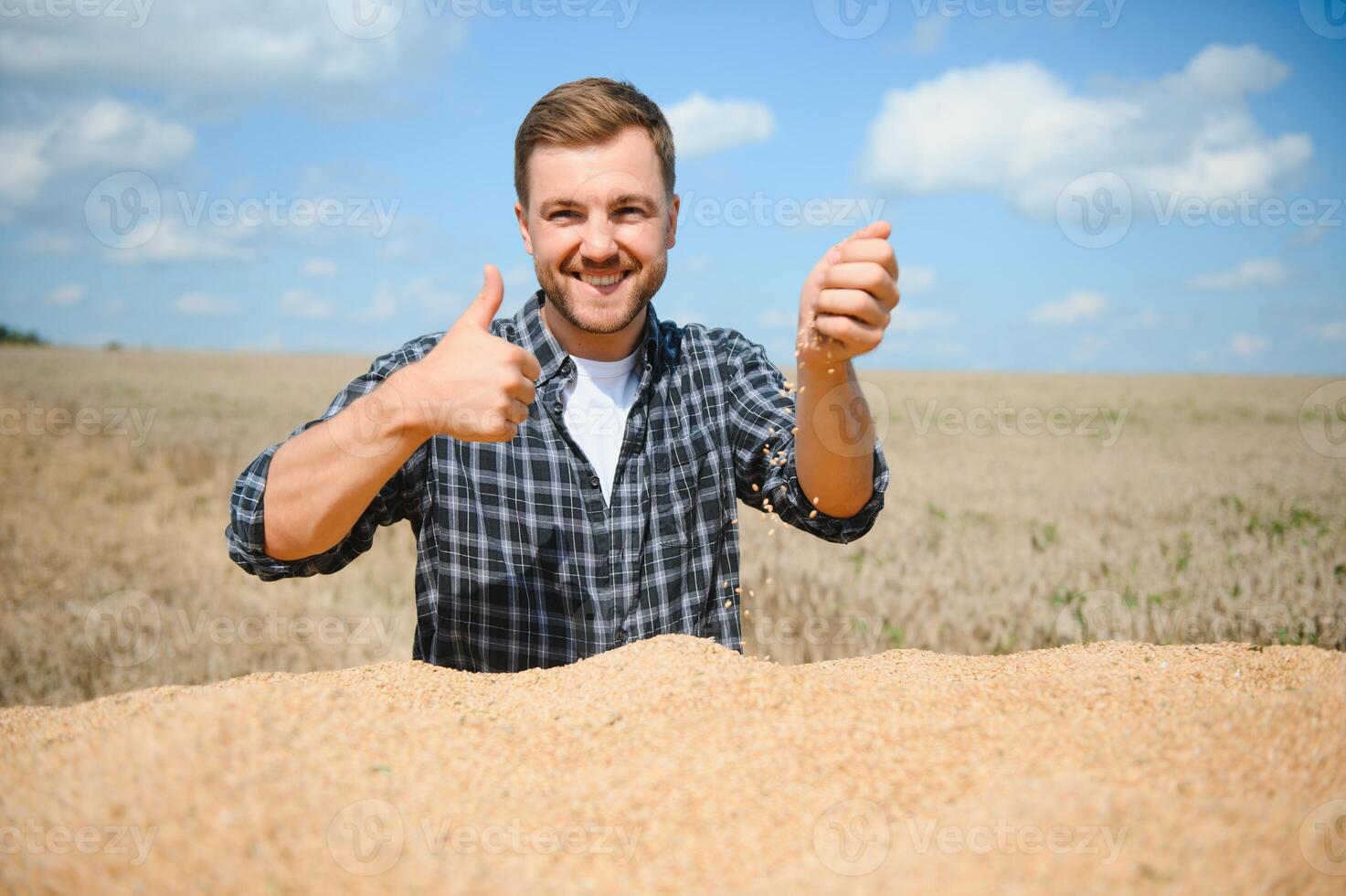 satisfecho joven granjero en pie en remolque en campo y comprobación cosechado trigo granos después cosecha. foto