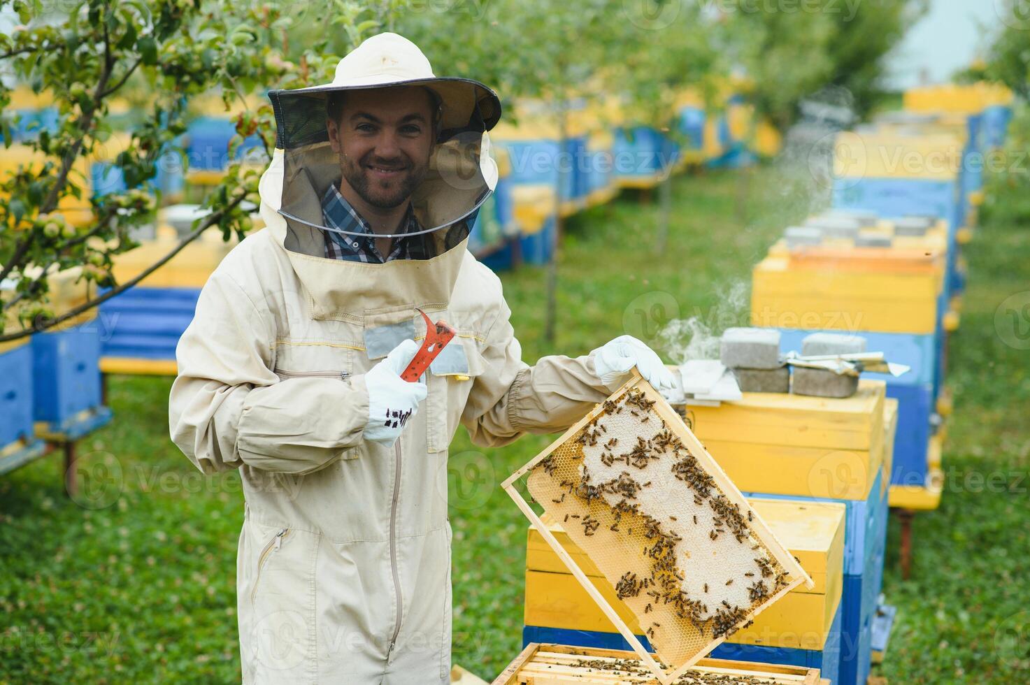 Beekeeping, beekeeper at work, bees in flight. photo