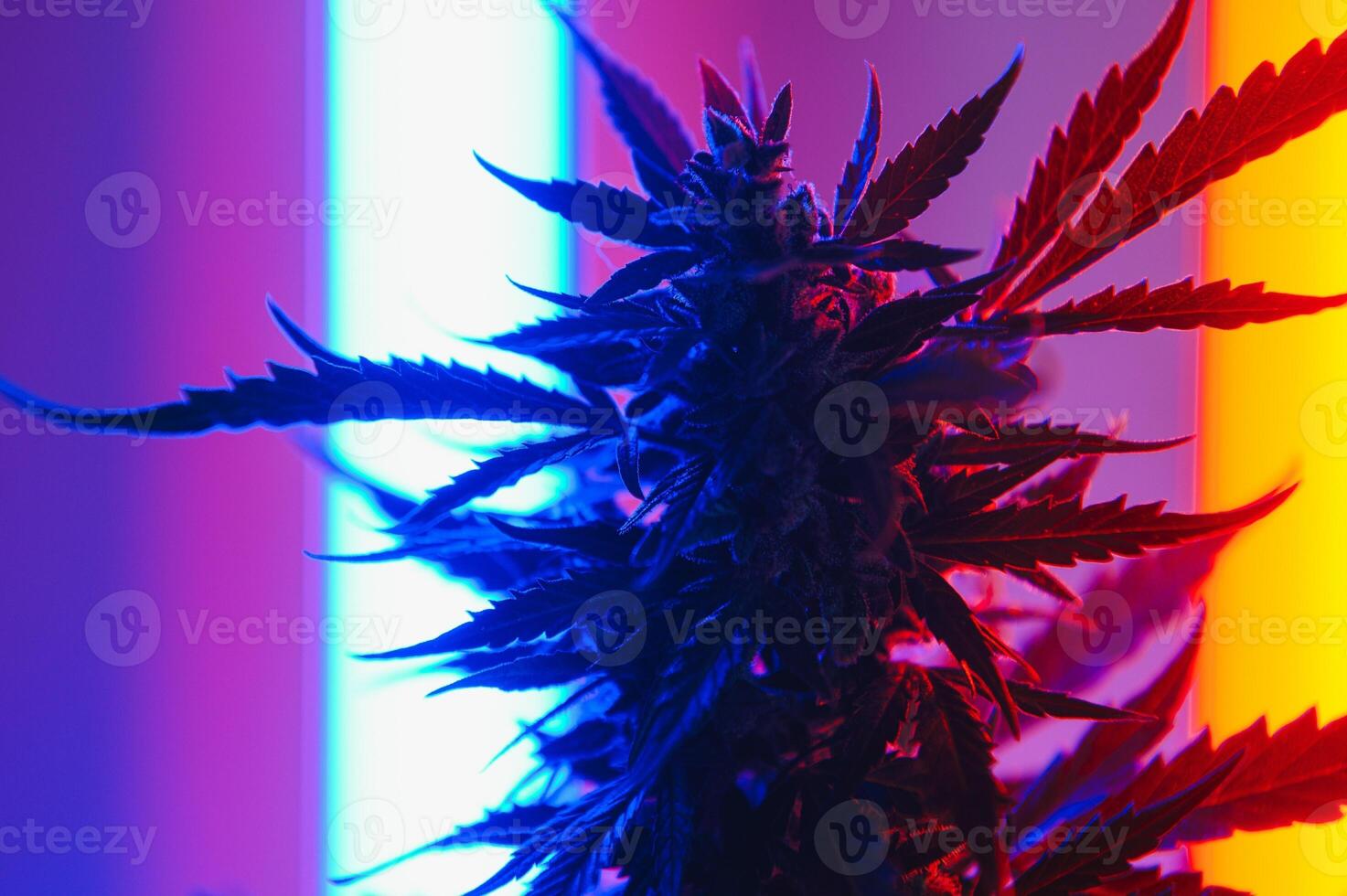 Marijuana medicinal plant in light pastel colors. A hemp bush with a creamy pink purple light and a blue-green tint. Fresh new look art style of alternative medicinal marijuanna in fluorescent light. photo