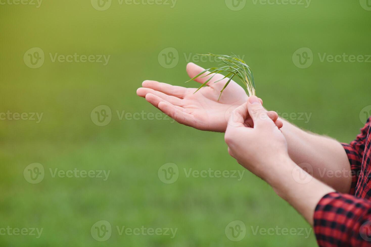 A young farmer inspects the quality of wheat sprouts in the field. The concept of agriculture photo