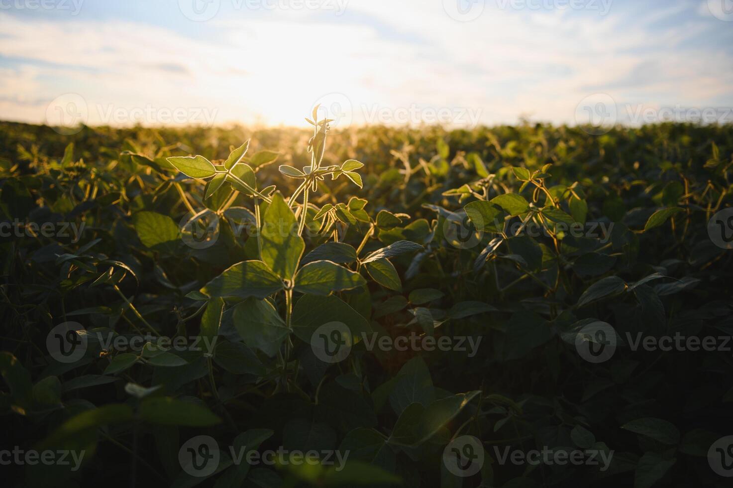 Soybean field, green field, agriculture landscape, field of soybean on a sunset sky background photo