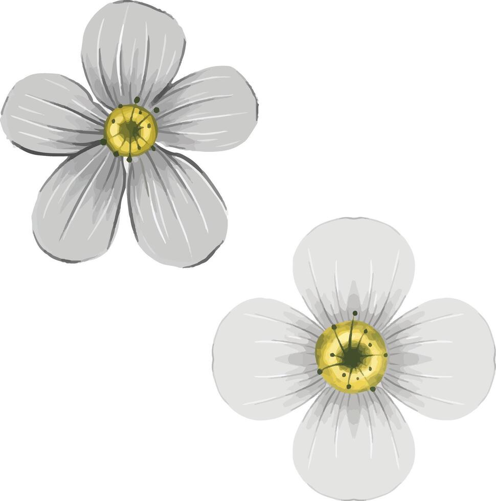flower, daisy, isolated, nature, white, petal, beautiful vector