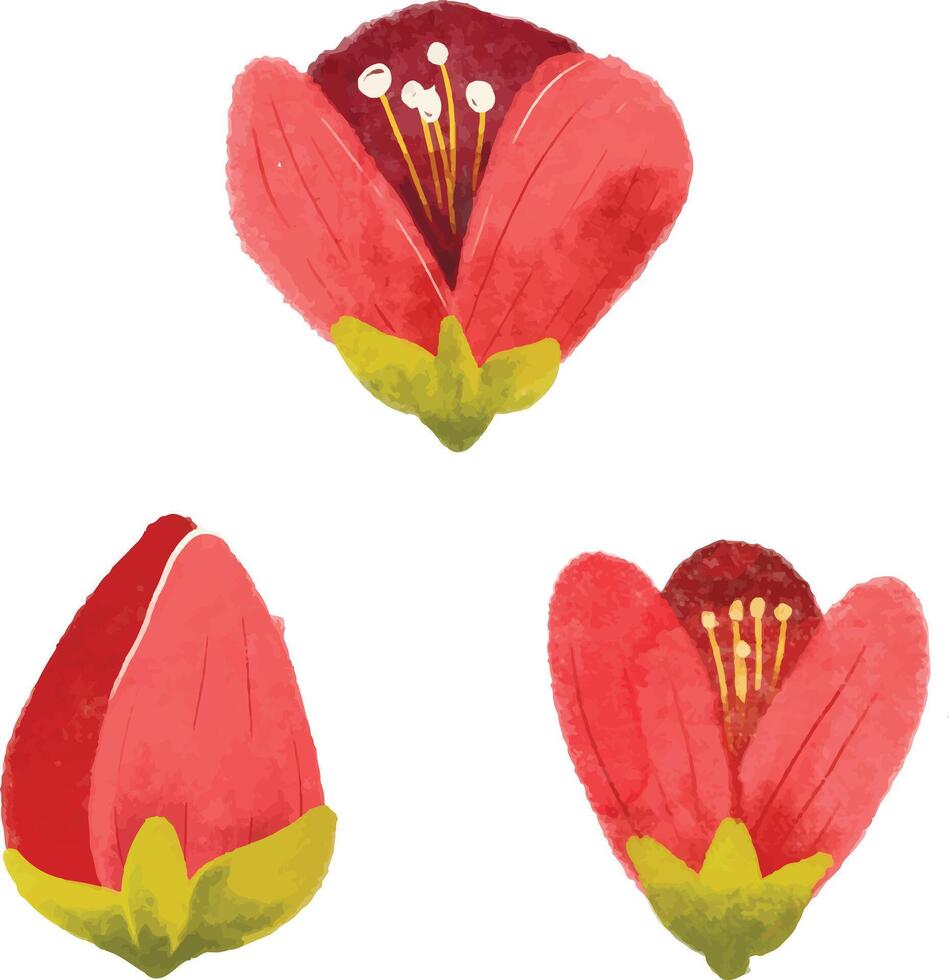 flower, tulip, isolated, spring, nature, red, white, plant, green, pink, blossom, bloom, leaf, beauty, beautiful, petal, lily, floral, single, flora, color, flowers, stem, bouquet, summer vector