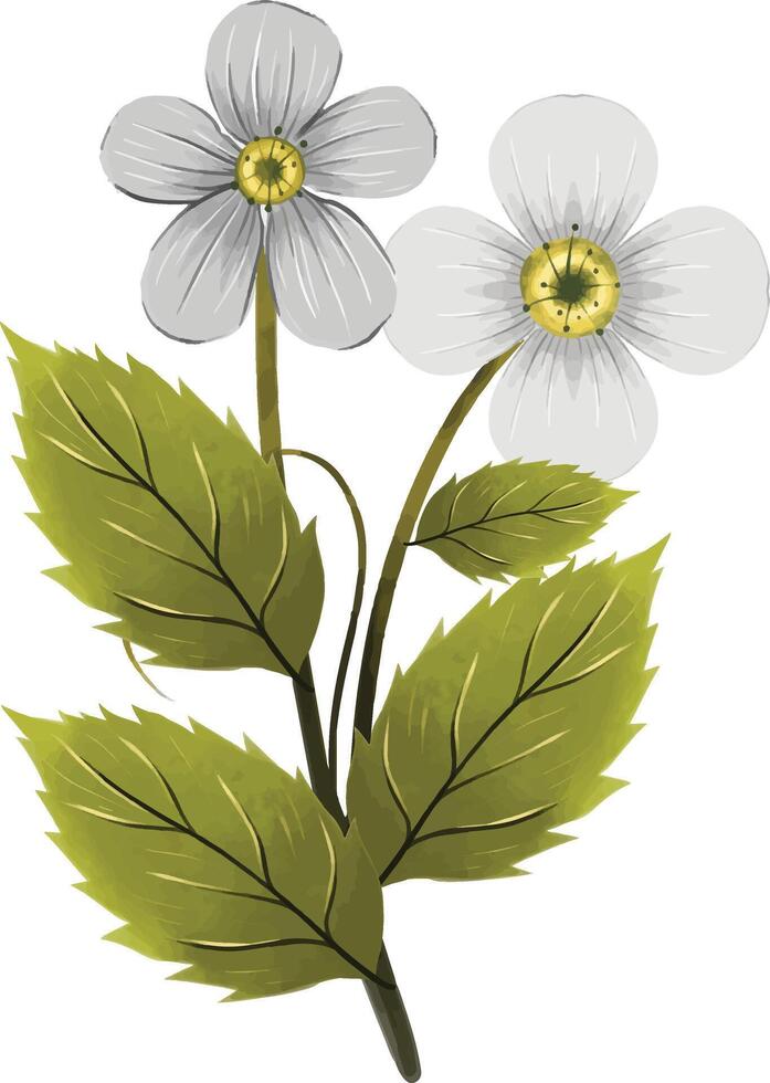 daisy, flower, nature, plant, camomile, summer, chamomile, white, flora, petal, daisies vector