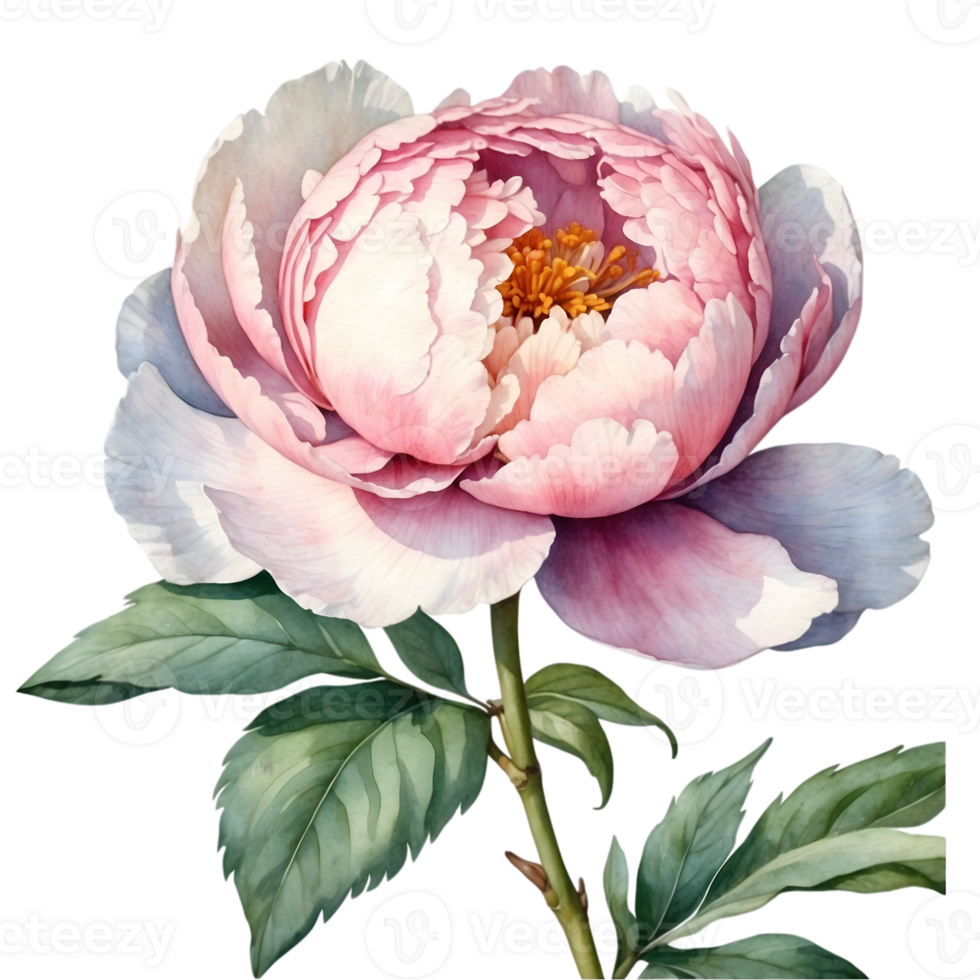 AI generated watercolor peach-color peony flower wreath png