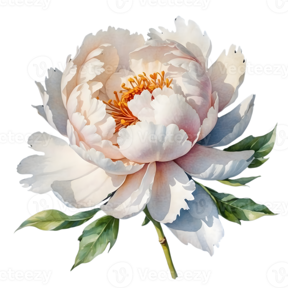 AI generated white peony flowers wreath on transparent background png