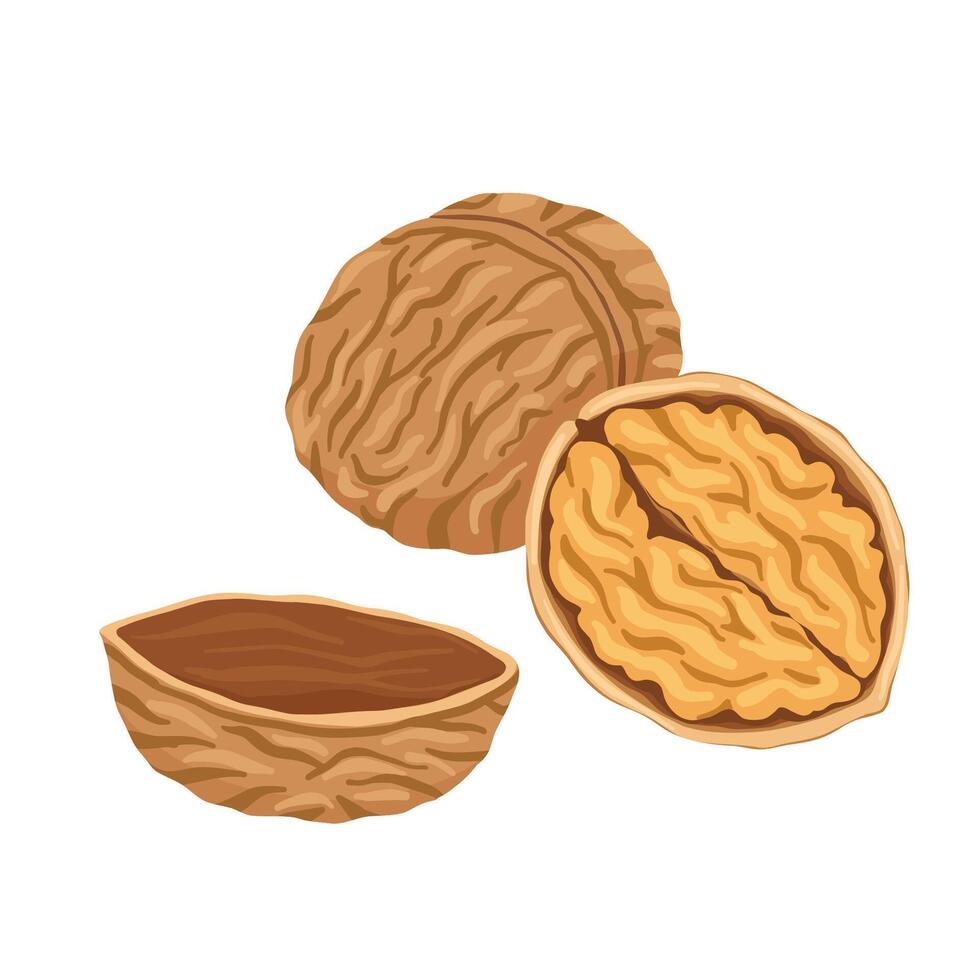 Walnut flat vector illustration. Cartoon nut isolated on white