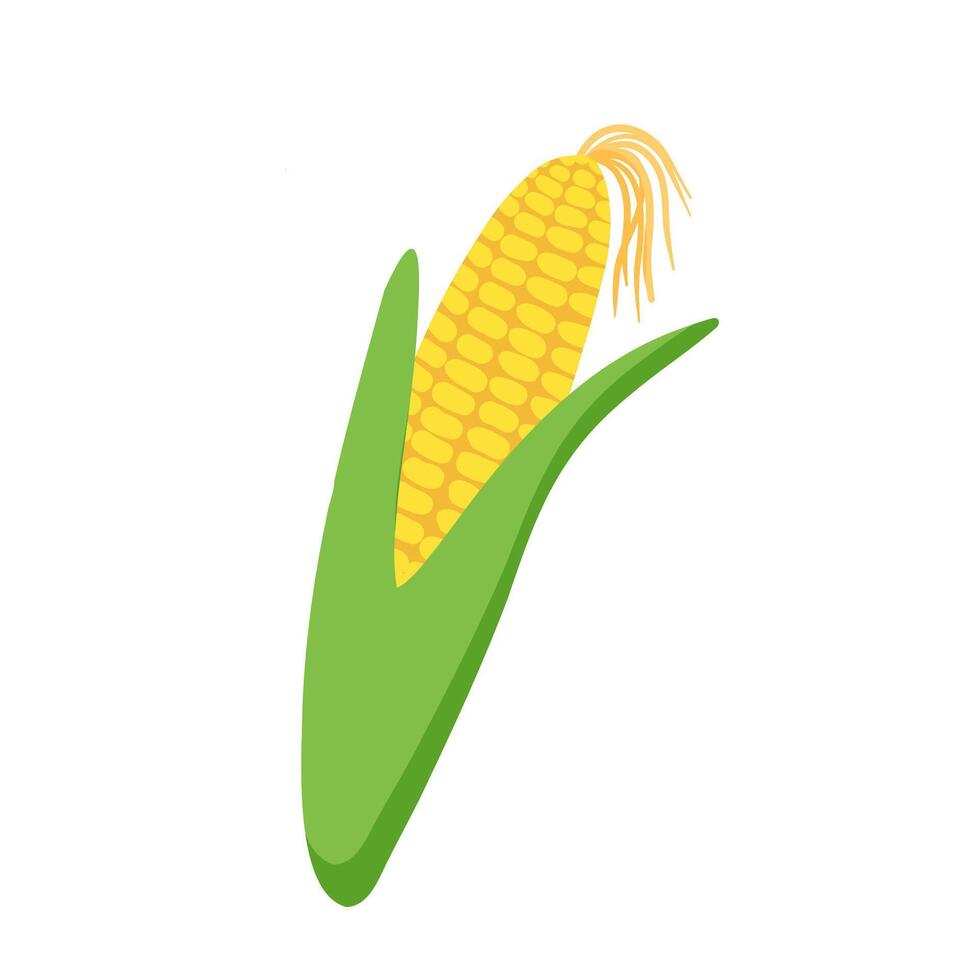 Corn illustration for menu. Hand drawn corn cob in leaves isolated on white vector